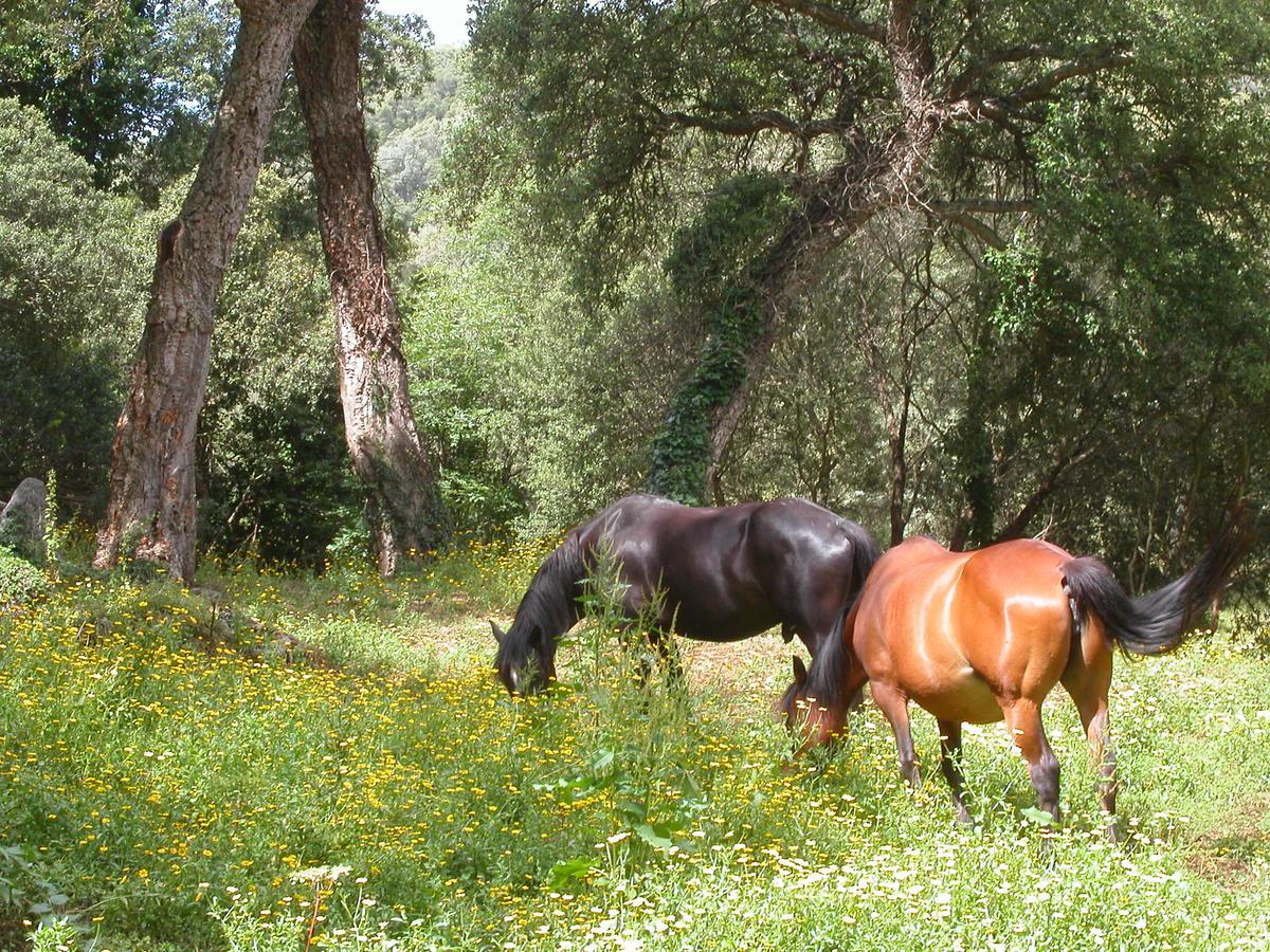 Maisonnette Du Berger De Croccano Sartène Dış mekan fotoğraf